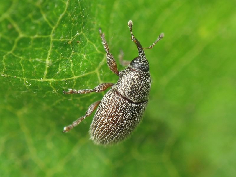 Mecinus pascuorum (Gyllenhal, 1813)